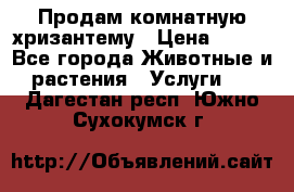 Продам комнатную хризантему › Цена ­ 250 - Все города Животные и растения » Услуги   . Дагестан респ.,Южно-Сухокумск г.